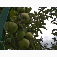 Продам яблоки из собственного сада