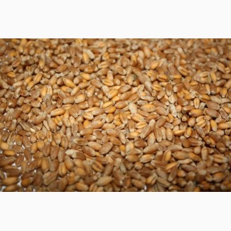 Посівний матеріал озимої пшениці (1 реп., еліта, с./еліта)