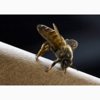 Матки пчел
