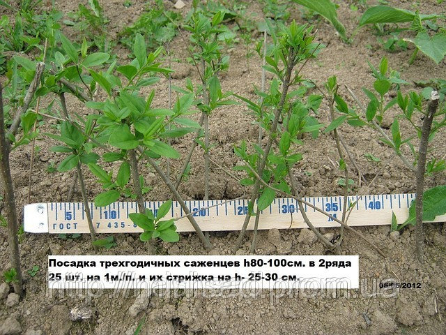 Живая изгородь с бирючины своими руками в г.Киев. Лиственный кустарник в частном питомнике