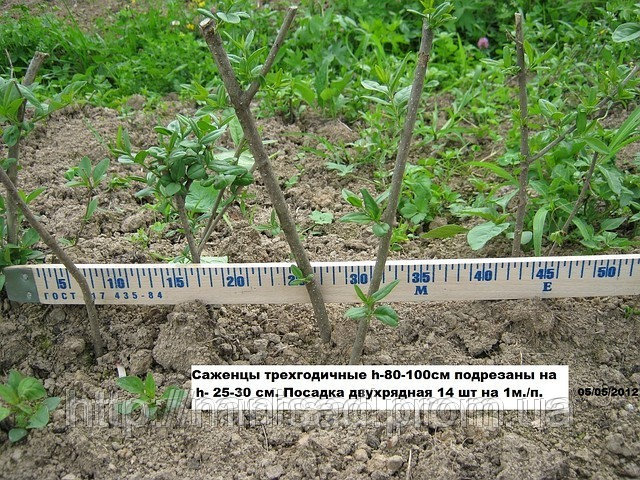 Фото 2. Живая изгородь с бирючины своими руками в г.Киев. Лиственный кустарник в частном питомнике