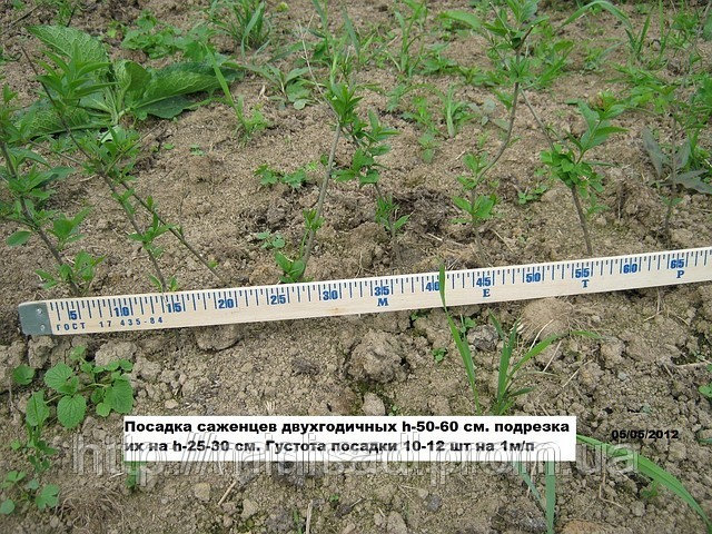 Фото 3. Живая изгородь с бирючины своими руками в г.Киев. Лиственный кустарник в частном питомнике