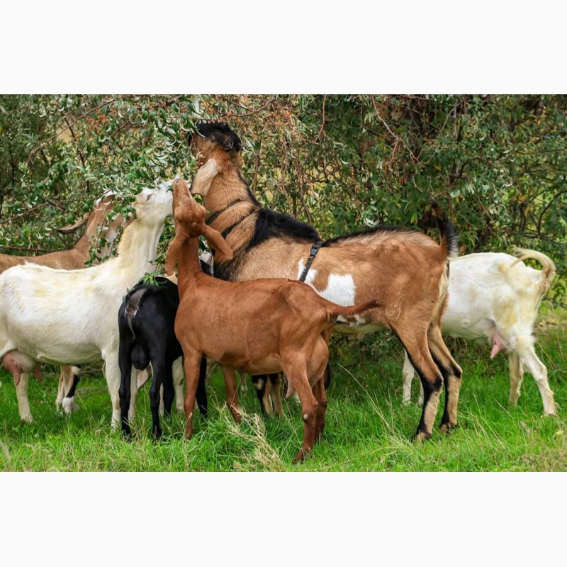Фото 3. Продам кози-козенята! Вязка Англо Нубійського 100% козла