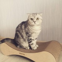 Когтеточка-лежанка cat joy от производителя