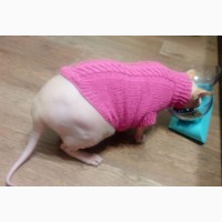 Вязаный свитер для сфинкса или собаки