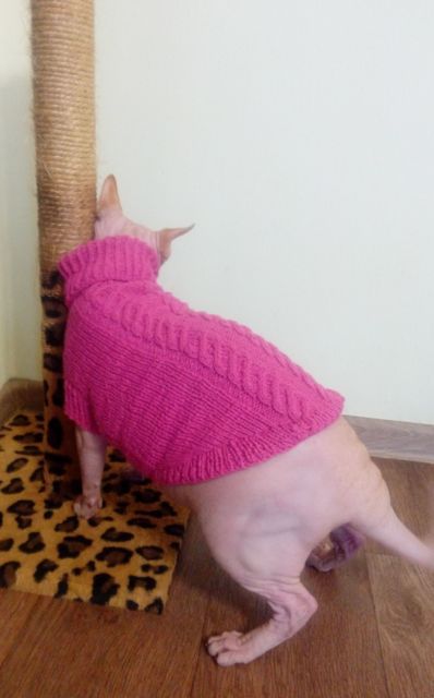 Фото 5. Вязаный свитер для сфинкса или собаки