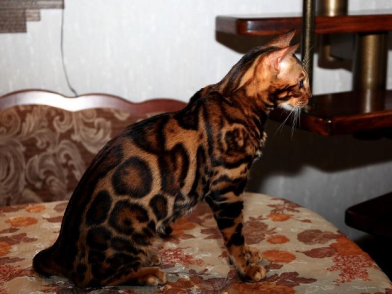 Фото 3/3. Вязка с бенгальским котом
