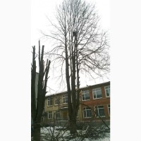 Спилим деревья Харьков