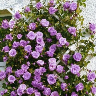 Продам Плетистую розу Veilchenblau (Вейченблау)