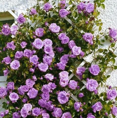 Продам Плетистую розу Veilchenblau (Вейченблау)