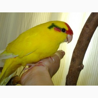 Какарики и другие мелкие породы попугаев