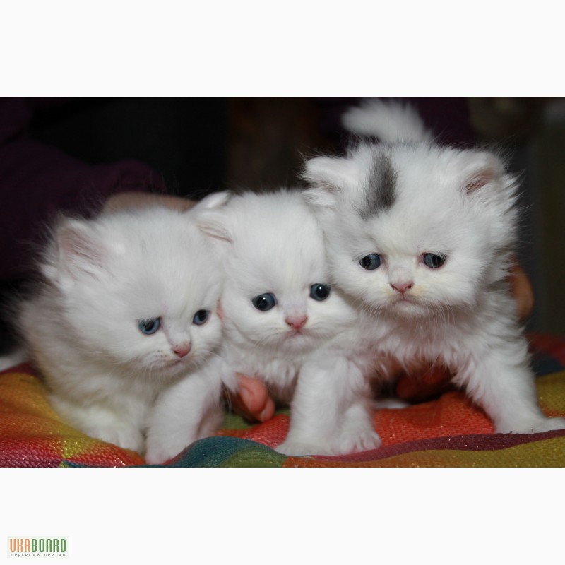 Фото 1/5. Продаются персидские котята.