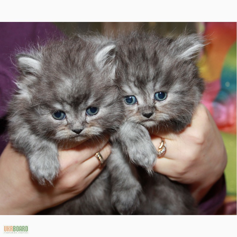 Фото 2/5. Продаются персидские котята.
