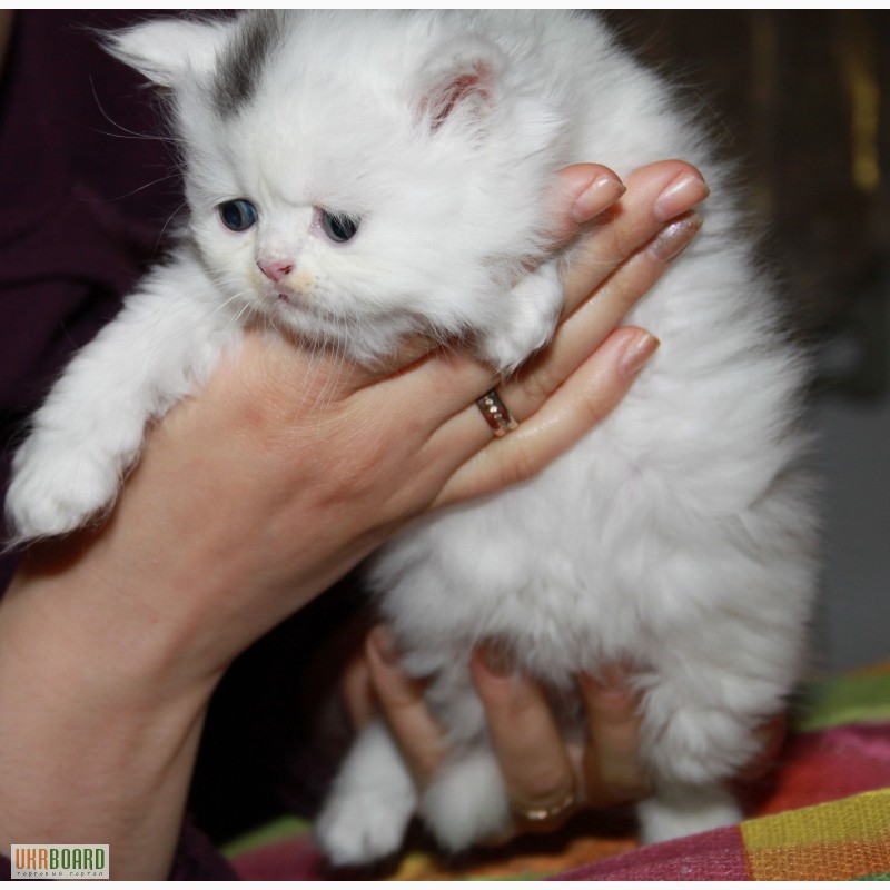 Фото 3/5. Продаются персидские котята.
