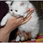 Продаются персидские котята.