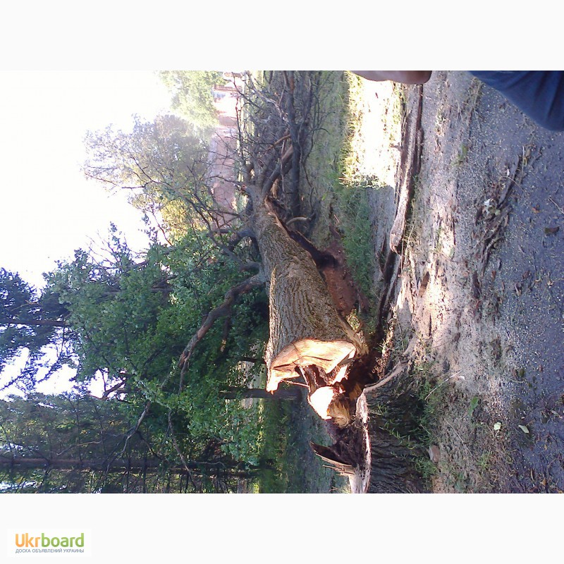 Фото 5. Аварійний спил дерев