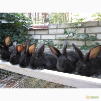 Продам кролів породи Полтавське Срібло