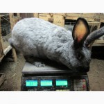 Продам кролів породи Полтавське Срібло