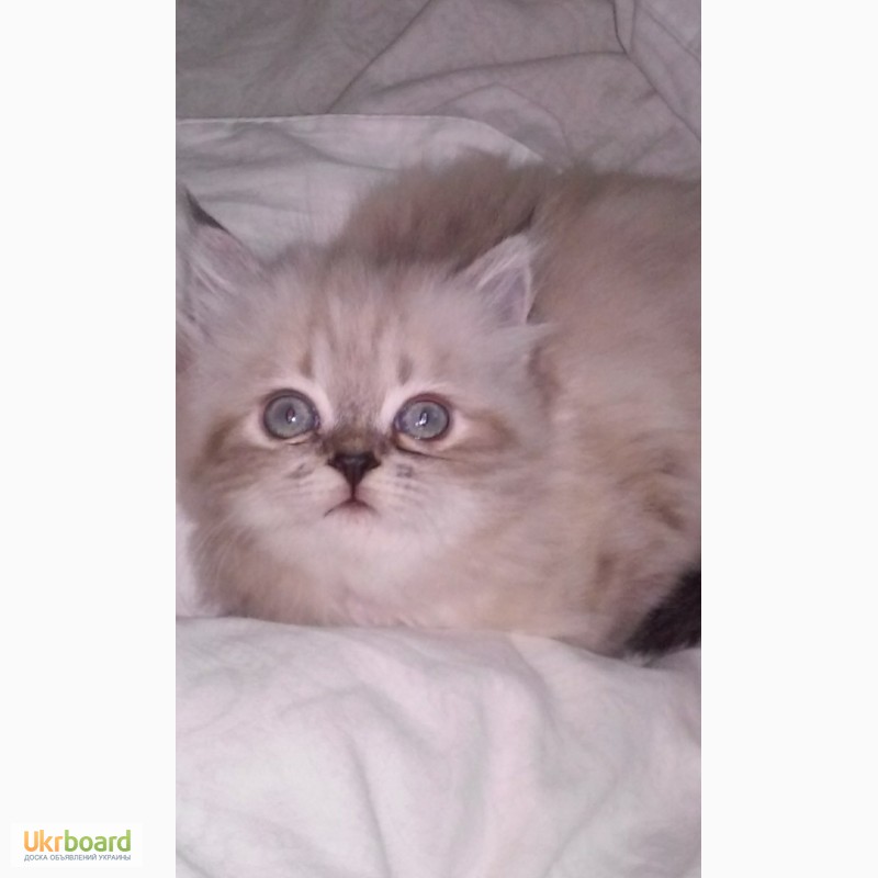 Фото 2. Продаем котика перса колор-поинт