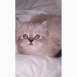 Продаем котика перса колор-поинт