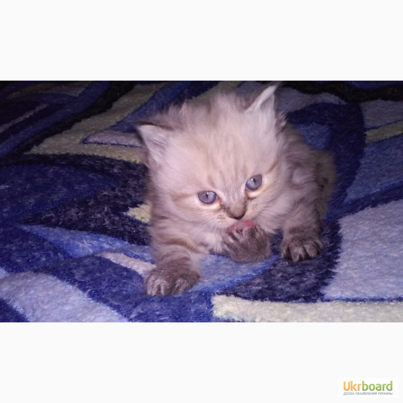 Фото 3. Продаем котика перса колор-поинт