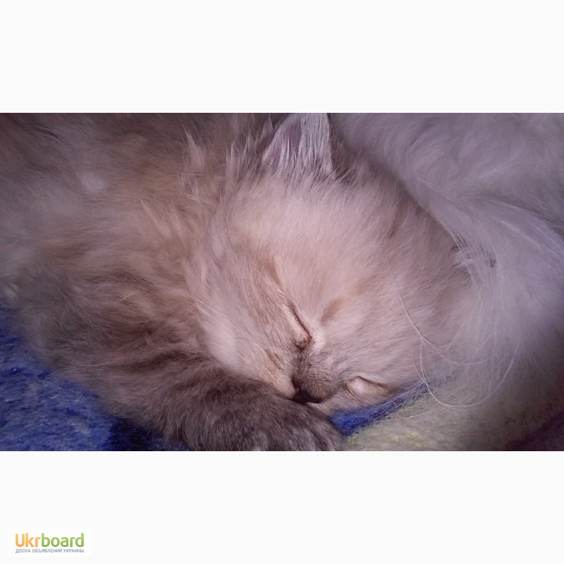 Фото 4. Продаем котика перса колор-поинт