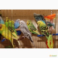 Яркие попугайчики для разговора. Попугай Выставочный чех