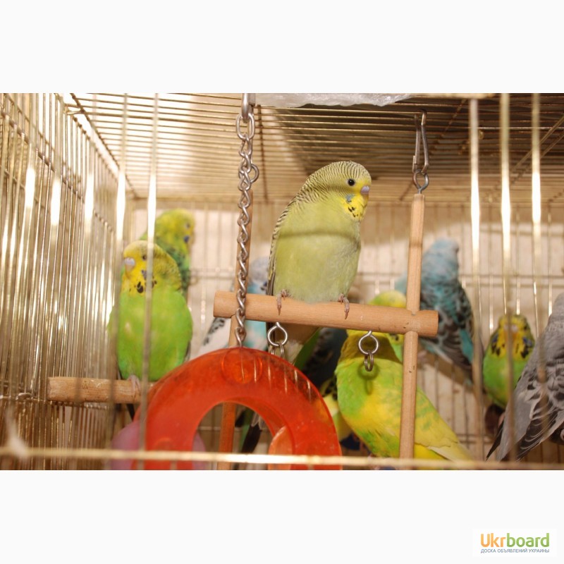 Фото 2. Яркие попугайчики для разговора. Попугай Выставочный чех