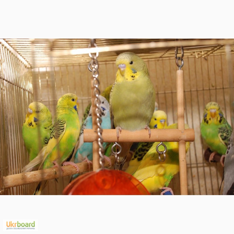 Фото 3. Яркие попугайчики для разговора. Попугай Выставочный чех