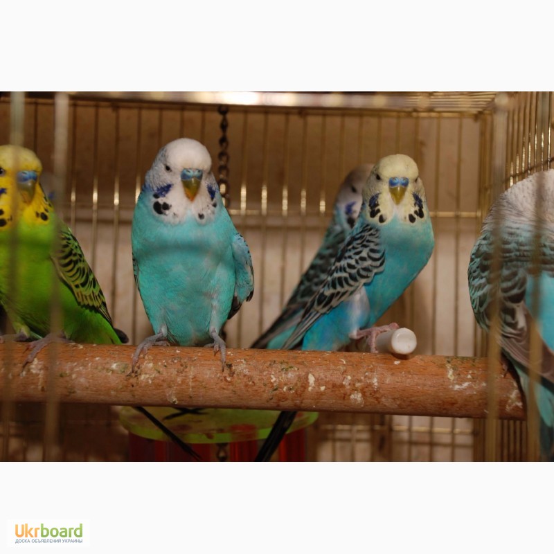 Фото 4. Яркие попугайчики для разговора. Попугай Выставочный чех