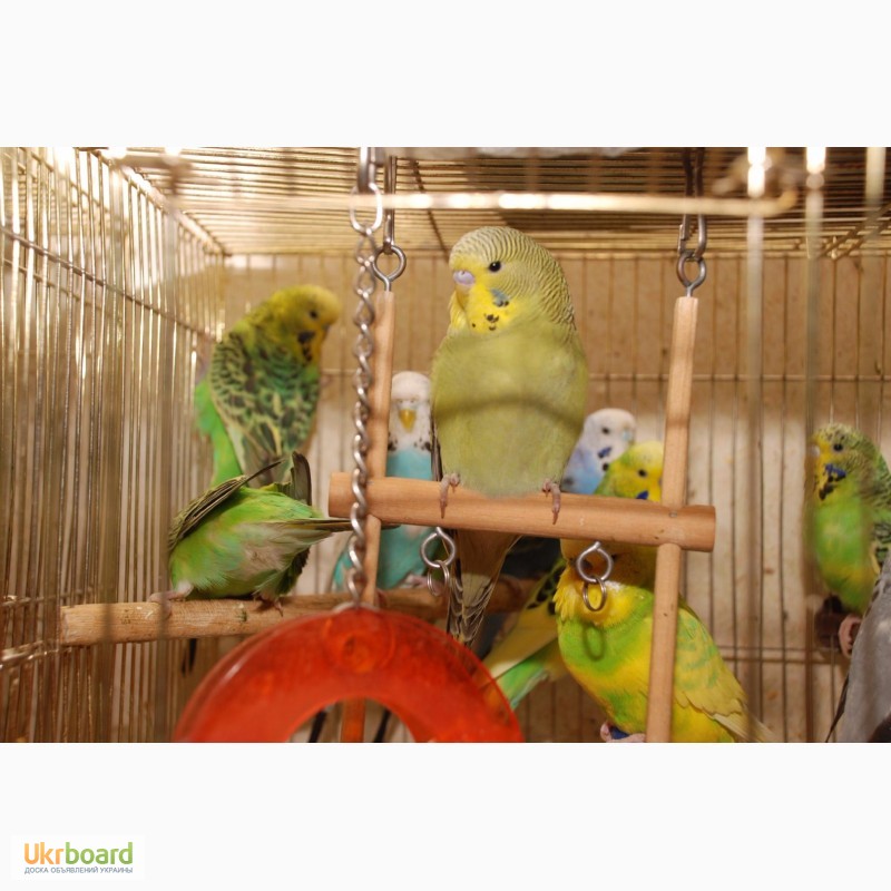 Фото 5. Яркие попугайчики для разговора. Попугай Выставочный чех