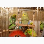 Яркие попугайчики для разговора. Попугай Выставочный чех