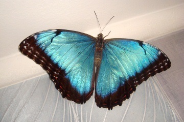 Фото 2. Продажа Живых тропических бабочек 30 видов и Голубых Морф