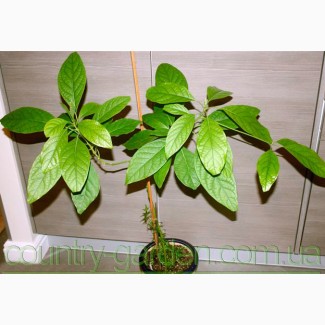 Продам авакадо (комнатное растение) и много других растений (опт от 1000 грн)