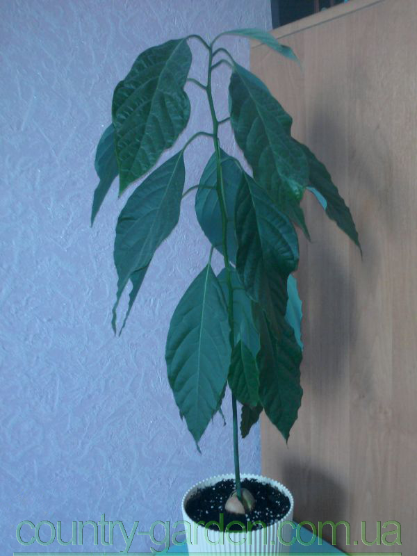 Фото 4. Продам авакадо (комнатное растение) и много других растений (опт от 1000 грн)
