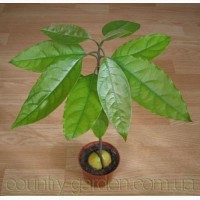 Продам авакадо (комнатное растение) и много других растений (опт от 1000 грн)