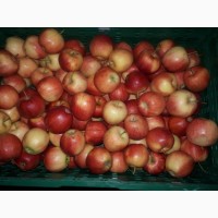 Продам Яблуко 1 Гатунку, Сорт - Гала, Калібр - 65-80мм, ФЕРМЕРСЬКЕ ГОСПОДАРСТВО