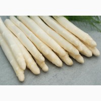 Спаржа саджанці гібриди клас В 30-70 asparagus