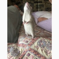 Крыса Альбинос. 5мес