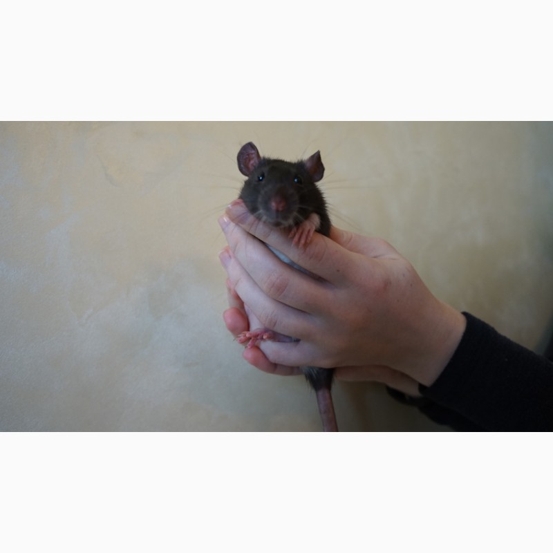 Фото 2. Крысы. Декоративные крысы. Крысята Дамбо. Щури Дамбо