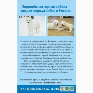 Щенки Пиренейской Горной собаки (Белгород)