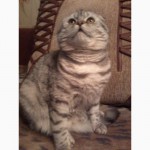 Предлагаем для вязки кота-шотландского вислоухого(мрамор на серебре)Украина.Черниговс к.обл