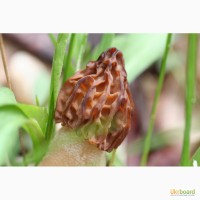 Семена грибов (мицелий) Сморчок полусвободный для посева на приусадебном участке