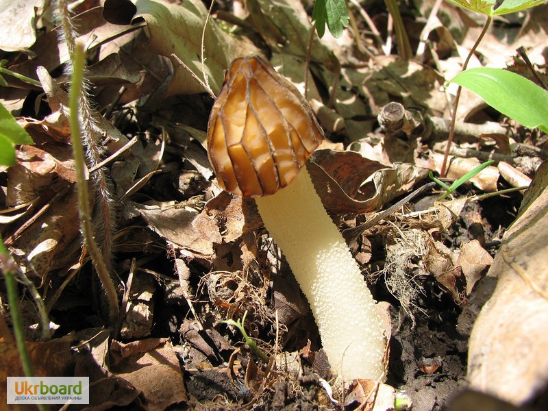 Фото 3. Семена грибов (мицелий) Сморчок полусвободный для посева на приусадебном участке