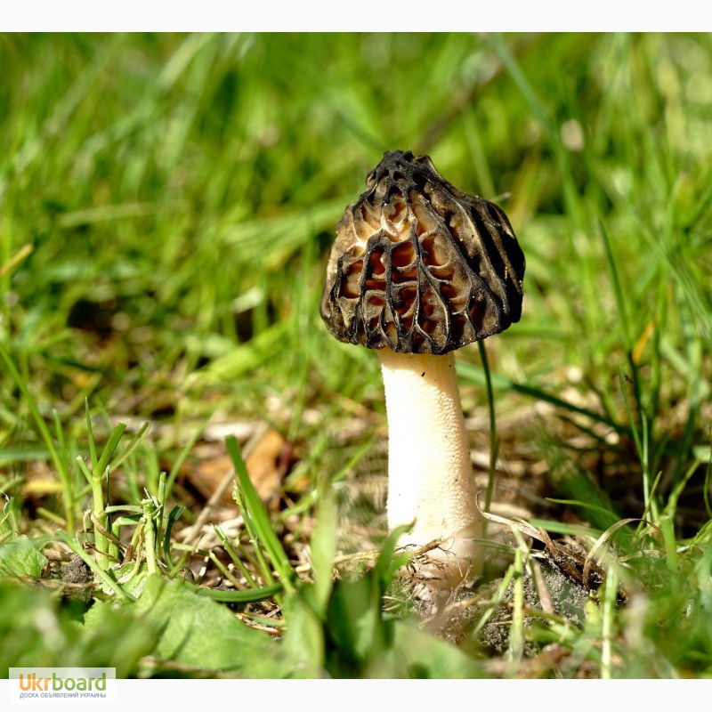 Фото 4. Семена грибов (мицелий) Сморчок полусвободный для посева на приусадебном участке
