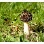 Семена грибов (мицелий) Сморчок полусвободный для посева на приусадебном участке