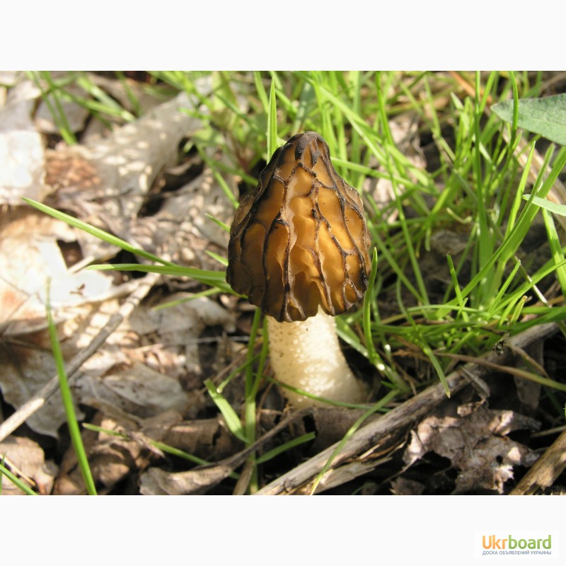 Фото 5. Семена грибов (мицелий) Сморчок полусвободный для посева на приусадебном участке
