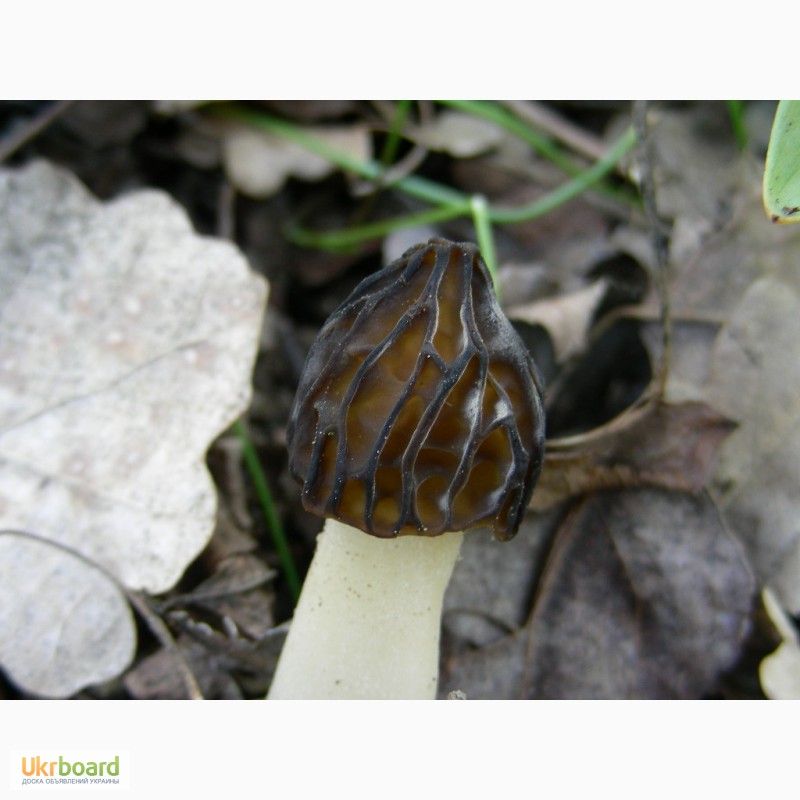 Фото 6. Семена грибов (мицелий) Сморчок полусвободный для посева на приусадебном участке