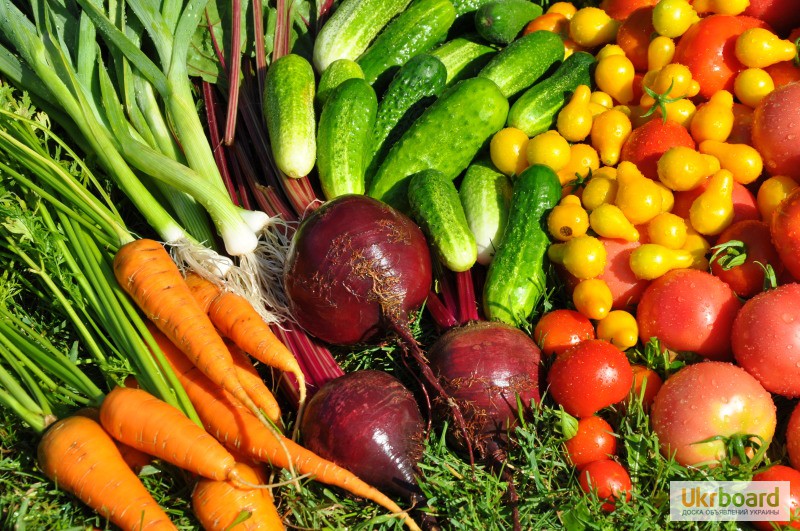 Фото 2. Продам крупным оптовикам сортовые семена овощей и зелени от производителя