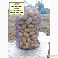 Фермерское предприятие продаст картошку отличного качества сорт Ривьера